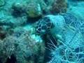 Big Turtle  eating a sponge  in Dominica