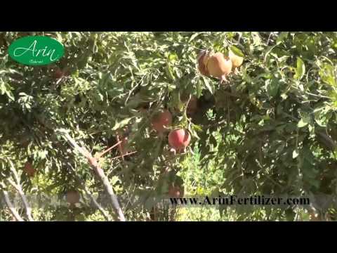 how to fertilize pomegranate