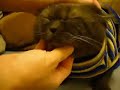 Cat in Tears