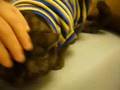 Cat in Tears