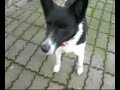 Nougat le chien pas beau