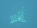 Diving Adventures in GIZO - A Black Rhino Video Featuring - 