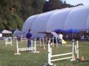 DOCNA Championships - Aster, Tug and Kizzi - Trigility