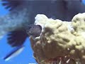 Scuba diving cruises Thailand &amp; Myanmar (Burma)