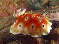 Scuba diving  cruises  Thailand & Myanmar (Burma)