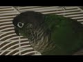 NEMO the Green Cheeked Conure ( Parrot )