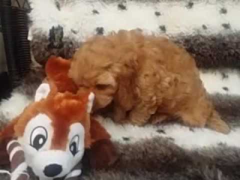 GORGEOUS AND SWEET CAVAPOO PUPPY!