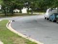 Revo 2.5 with 3.3 motor doing wheelies!!