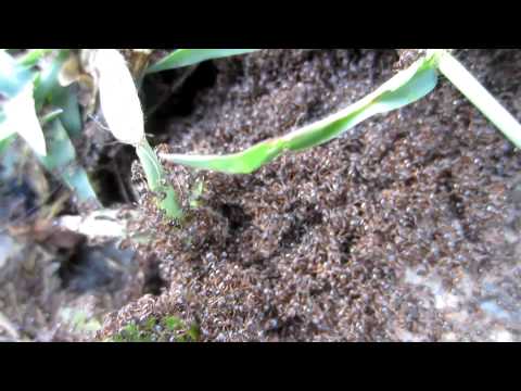 ANT WARS