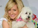 ashley tisdale