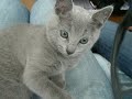 Russian Blue Nova