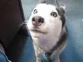 Aleut, Singing Dog