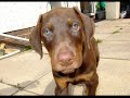 Harvey the Dobermann puppy at 8 weeks Harvey the Dobermann puppy at 8 weeks