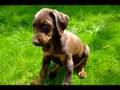 Harvey the Dobermann puppy at 8 weeks