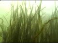 Submerged Aquatic Vegetation - Chesapeake Bay