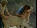 Christian the Lion Reunited - As Seen on The View
