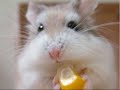 Cute and furry.wmv