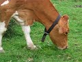 Cow eating
