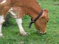 Cow eating