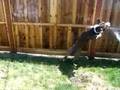 videos de Loki vs. Waterhose