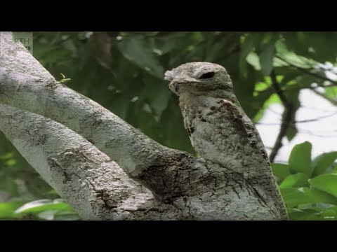 camouflaged - Animals can employ the most incredible tactics to remain hidden from view. Maddie unveils the top ten camouflaged creatures. Subscribe to Earth Unplugged - h...