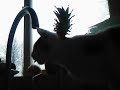 Kitten drinking water out of the tap. Kitten drinking water out of the tap.