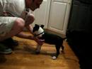 Bull Terrier Puppy Bull Terrier Puppy