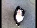 Possessed cat speaks demonic voices