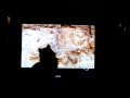 2010-05-03 | Itty Watching TV ~> she sits too close to the TV! She stops watching at the Sprint commercial I think because she only likes watching the animal parts! ... "itty bit" ... ()