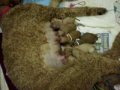 Day one of Ehu''s medium labradoodle's lives.