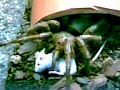 THERAPHOSA BLONDI - TARANTULA GOLIATH CAZANDO RATON THERAPHOSA BLONDI - TARANTULA GOLIATH CAZANDO RATON