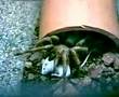 THERAPHOSA BLONDI - TARANTULA GOLIATH CAZANDO RATON
