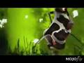 videos de The Crazy Cow 2