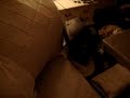 trash a hotel room. trash a hotel room.
