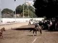 coleadero en jalisco
