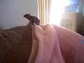 Baby Taz wont stop jumping Baby Taz wont stop jumping