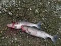 Fraser river valley Chum salmon fishing