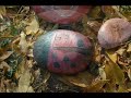Colored Stones by ClaudWatchers