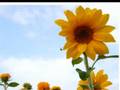 Flores - Biagio Antonacci (Fiore in spagnolo)