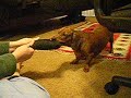 Don't try to take the wiener dog's toy!