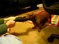 Don't try to take the wiener dog's toy!