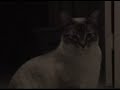 cute cat_2007_4