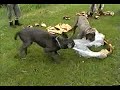 Neapolitan Mastiffs shredding large freight air bag Part 3