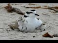 Sharing the Beach with Western Snowy Plovers Sharing the Beach with Western Snowy Plovers