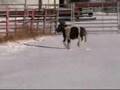 Attack of the squealing snow mini!