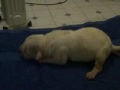 CanineDogProject BeBe BaBy PuPy