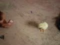 Cutey Chicky