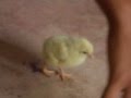 videos de Cutey Chicky