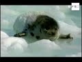 Grosor hielo en Golfo de San Lorenzo dificulta inicio de caza de focas