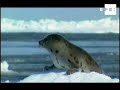 grosor hielo en golfo de san lorenzo dificulta inicio de caza de focas